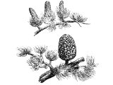 Cedar cones